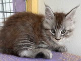 Des chatons Maine Coons LOOF à vendre