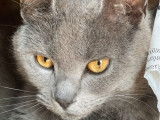 À vendre une chatte Chartreux LOOF de 5 ans