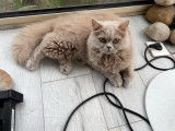 Disponible à la vente une chatonne British Shorthair bicolore LOOF