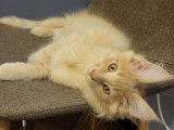 3 chatons Maine Coons à vendre (LOOF)