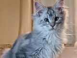 Un chaton mâle Maine Coon LOOF black silver à acheter