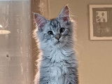 Un chaton mâle Maine Coon LOOF black silver à acheter