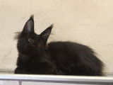 Une chatonne Maine Coon noire LOOF disponible à la vente