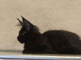 Une chatonne Maine Coon noire LOOF disponible à la vente