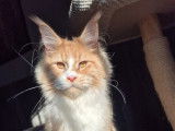 Un chaton mâle Maine Coon LOOF bicolore disponible à l’achat