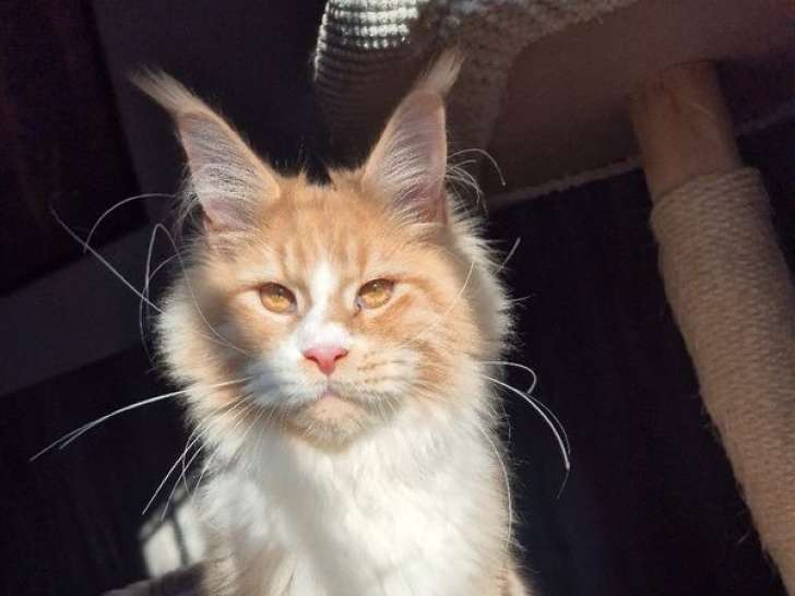 Un chaton mâle Maine Coon LOOF bicolore disponible à l’achat