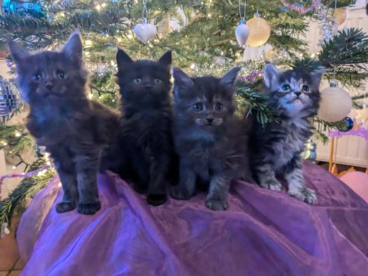 Chatons Maine Coon avec pedigree à vendre