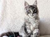 À vendre : un chaton femelle Maine Coon LOOF