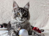À vendre : un chaton femelle Maine Coon LOOF
