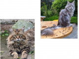 À vendre : un chaton femelle Maine Coon LOOF