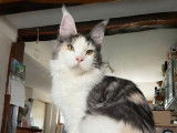 Un chaton femelle Maine Coon LOOF à vendre