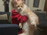 À vendre, un chaton mâle Maine Coon XXL (LOOF)