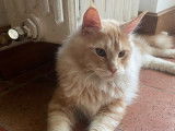 À vendre, un chaton mâle Maine Coon XXL (LOOF)