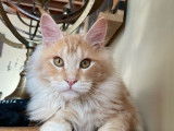 À vendre, un chaton mâle Maine Coon XXL (LOOF)