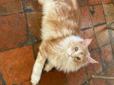 À vendre, un chaton mâle Maine Coon XXL (LOOF)