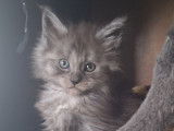 4 chatons femelles Maine Coons LOOF à réserver