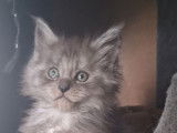 4 chatons femelles Maine Coons LOOF à réserver
