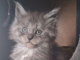4 chatons femelles Maine Coons LOOF à réserver
