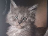 4 chatons femelles Maine Coons LOOF à réserver