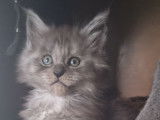 4 chatons femelles Maine Coons LOOF à réserver