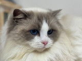 Une chatte Ragdoll LOOF disponible à la vente