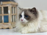 Une chatte Ragdoll LOOF disponible à la vente