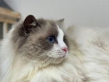 Une chatte Ragdoll LOOF disponible à la vente
