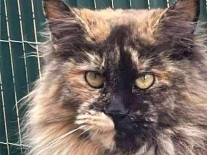 Disponible à la vente, une chatte Maine Coon LOOF
