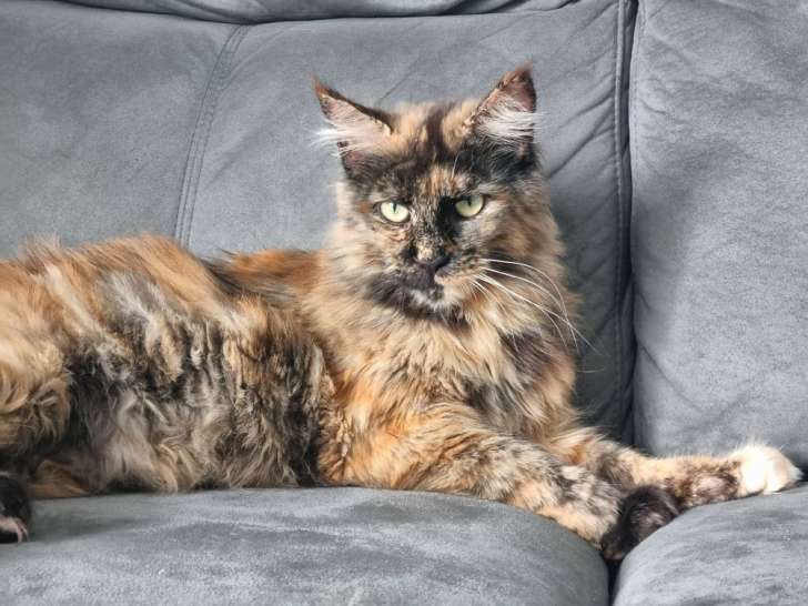 Une chatte Maine Coon LOOF disponible à l’achat