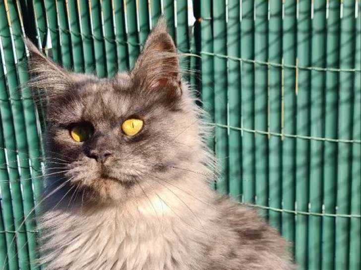 À vendre, une chatte Maine Coon inscrite au LOOF