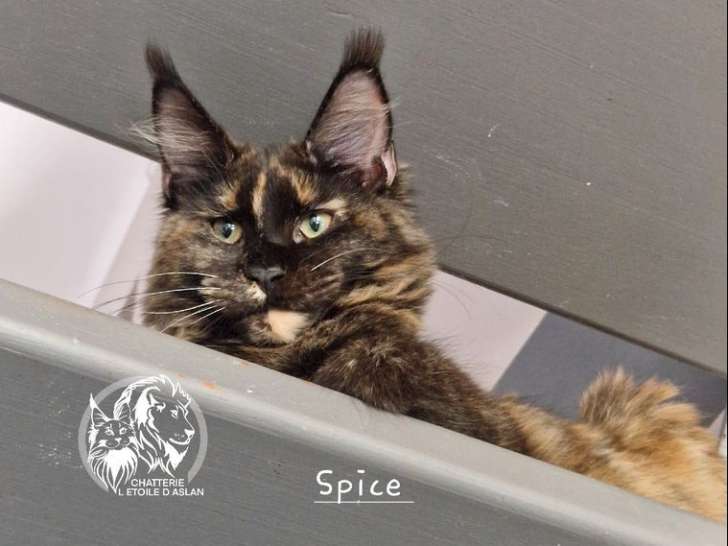Une chatte Maine Coon LOOF à vendr