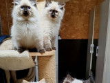 4 chatons mâles Ragdolls LOOF disponibles à la réservation