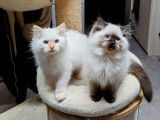 4 chatons mâles Ragdolls LOOF disponibles à la réservation