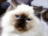 4 chatons mâles Ragdolls LOOF disponibles à la réservation