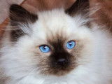 4 chatons mâles Ragdolls LOOF disponibles à la réservation