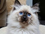 4 chatons mâles Ragdolls LOOF disponibles à la réservation