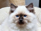 4 chatons mâles Ragdolls LOOF disponibles à la réservation