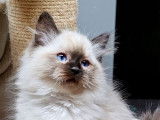 4 chatons mâles Ragdolls LOOF disponibles à la réservation