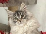3 chatons Maine Coons LOOF à vendre