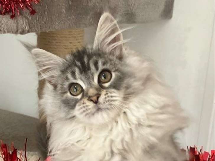 3 chatons Maine Coons LOOF à vendre