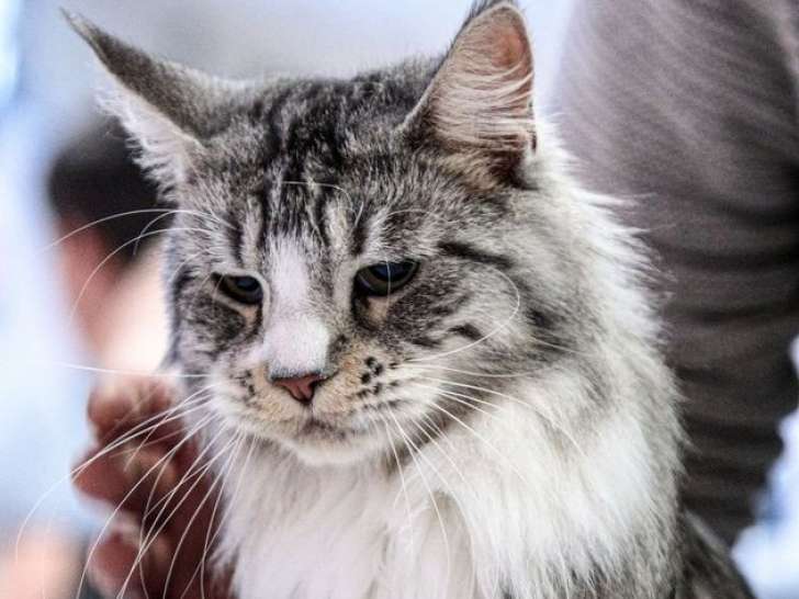 À vendre femelle Maine Coon LOOF