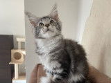 À vendre Chaton Maine Coon LOOF