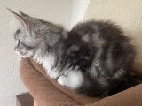 À vendre Chaton Maine Coon LOOF