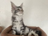 À vendre Chaton Maine Coon LOOF
