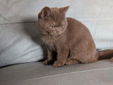 Un chaton mâle British Shorthair LOOF à vendre