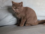 Un chaton mâle British Shorthair LOOF à vendre