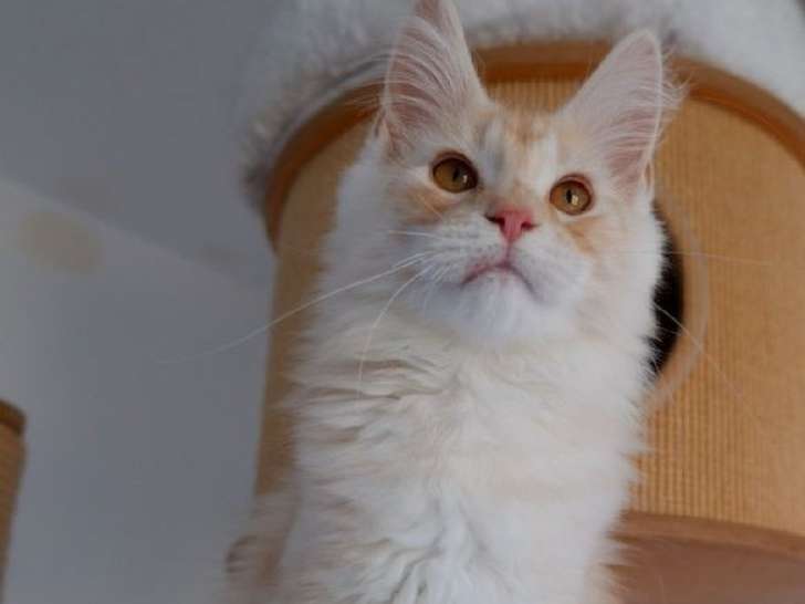 3 chatons Maine Coon LOOF à réserver