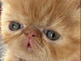 Chaton femelle Exotic Shorthair LOOF à réserver