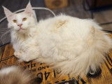 Un chat mâle Maine Coon LOOF à adopter