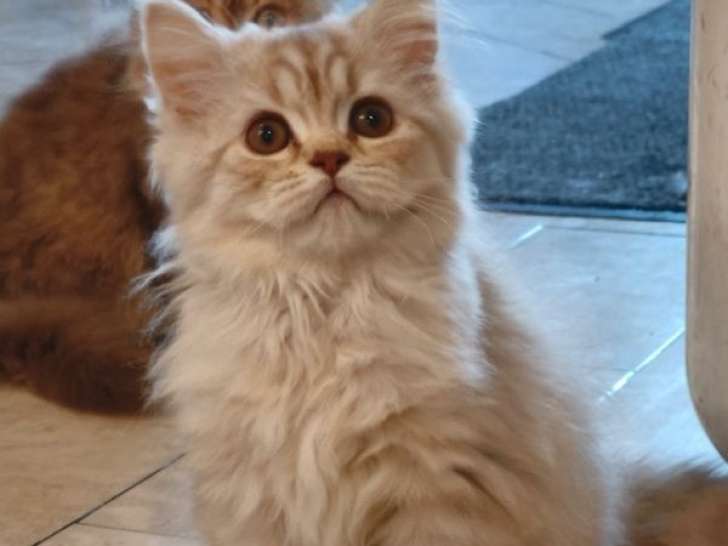 À réserver : 4 chatons British Longhair LOOF à réserver
